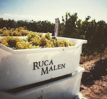 Bodega Ruca Malen