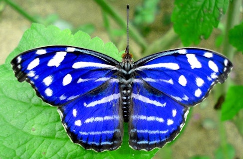 Spirogyra Butterfly Garden