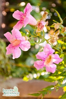 Jardín Botánico, Guatemala