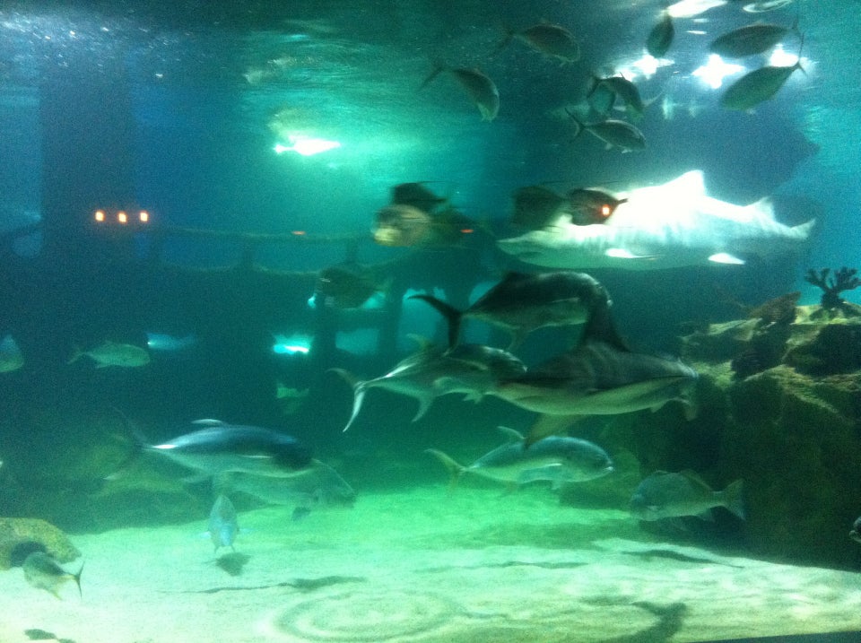 Greater Cleveland Aquarium