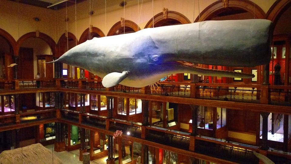 Photo of Bishop Museum