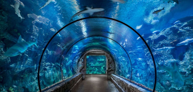 Shark Reef Aquarium at Mandalay Bay
