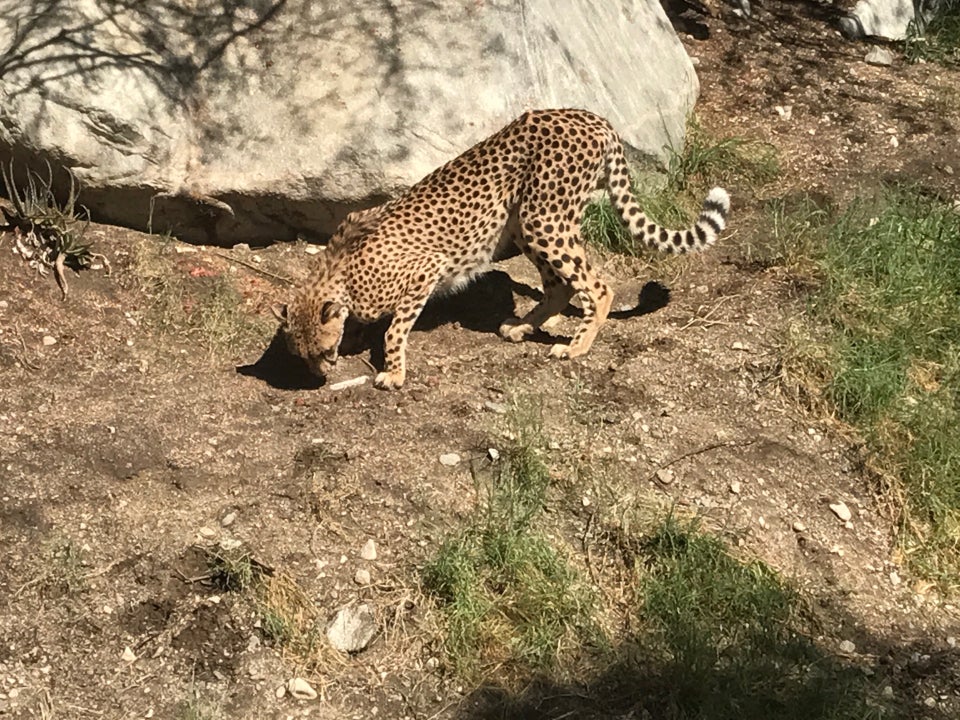 The Living Desert Zoo and Gardens