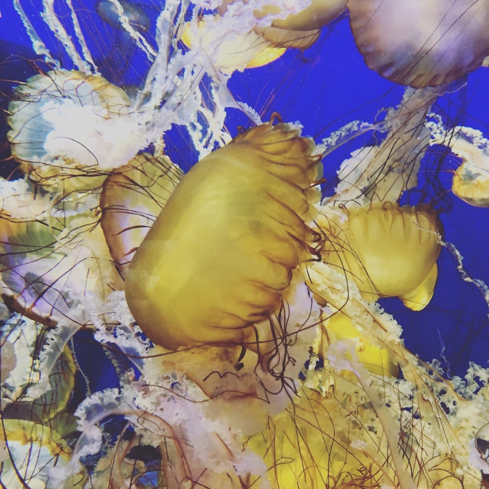 Aquarium of the Pacific
