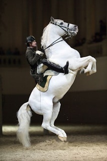 Spanish Riding School
